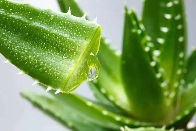 What is Aloe Vera Gel Freeze dried Powder Good For?